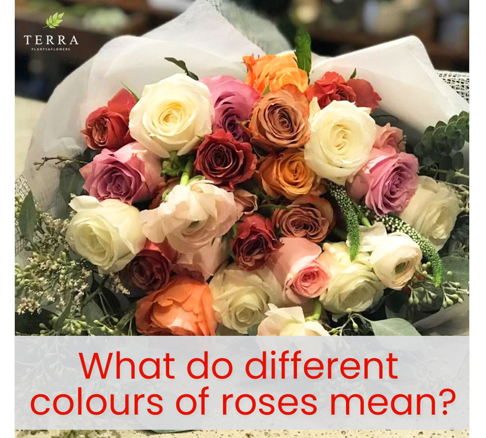 A guide to the meaning of different colours of roses