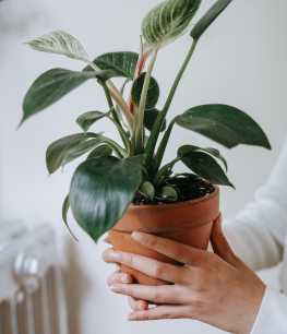 what are the health benefits of having plants in office