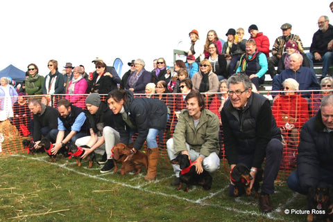 Campbell town show 2019 sausage dog races | Image @pictureross