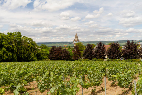 vineyard tour