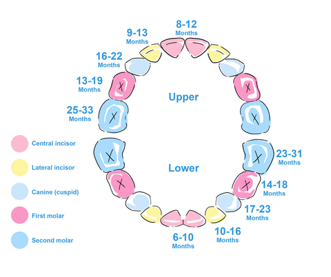 Baby Teething Diagram