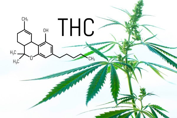 how-many-forms-or-types-of-thc-are-there-pharmacbd