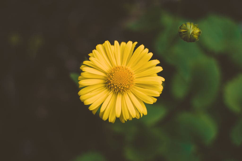 Arnica repairs the skin