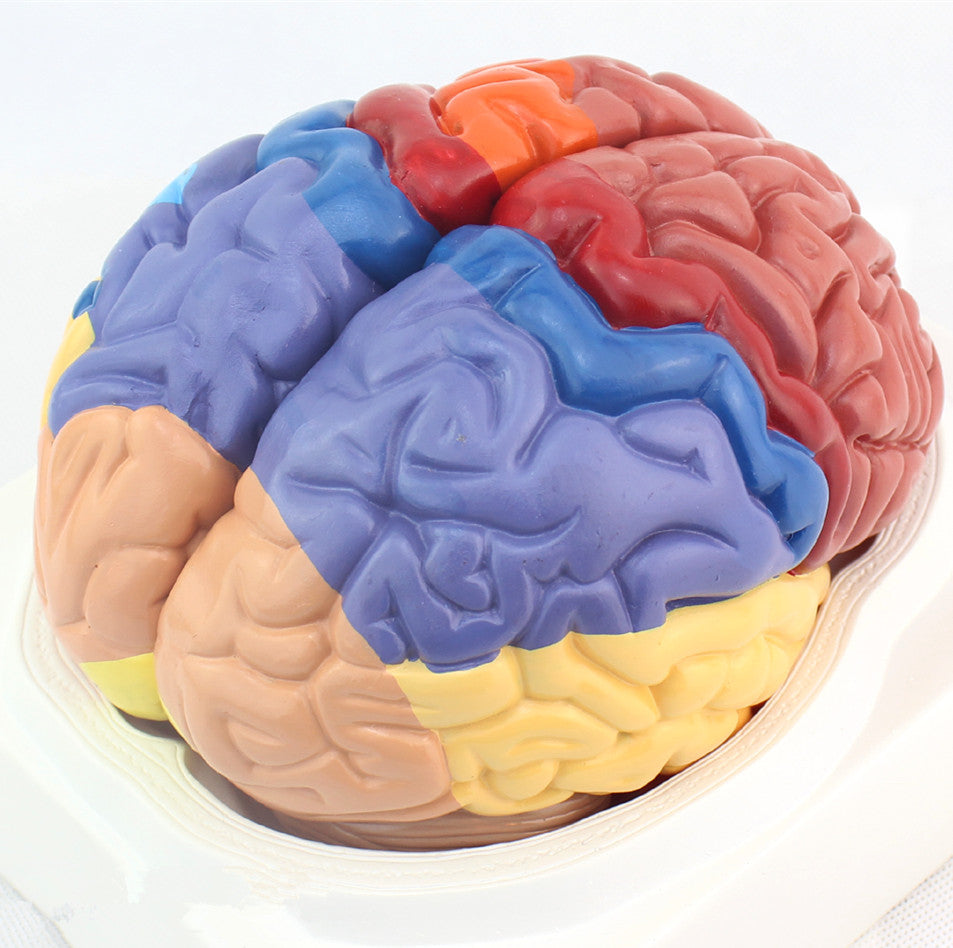 Human Brain Function Partition Model 2 Parts BJ730 – AnatomyChina.com