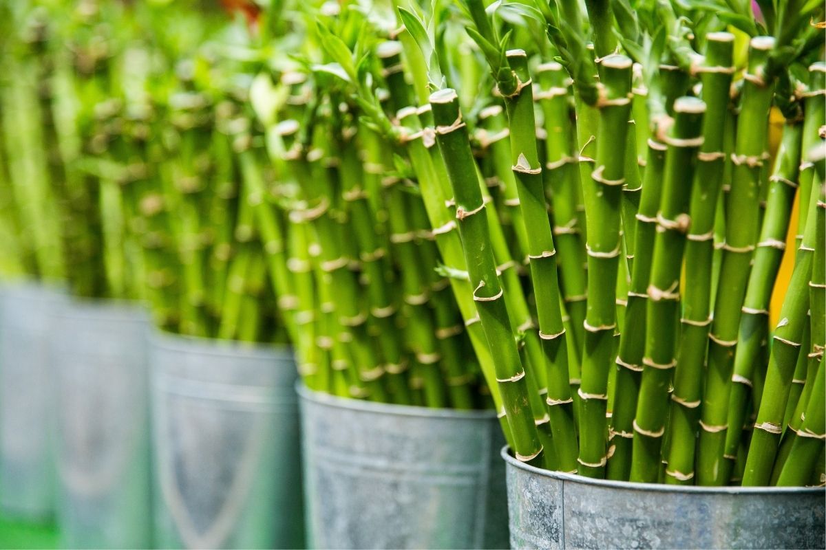 bamboo in pots
