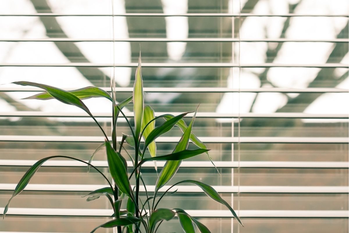 bamboo plant next to shaded window