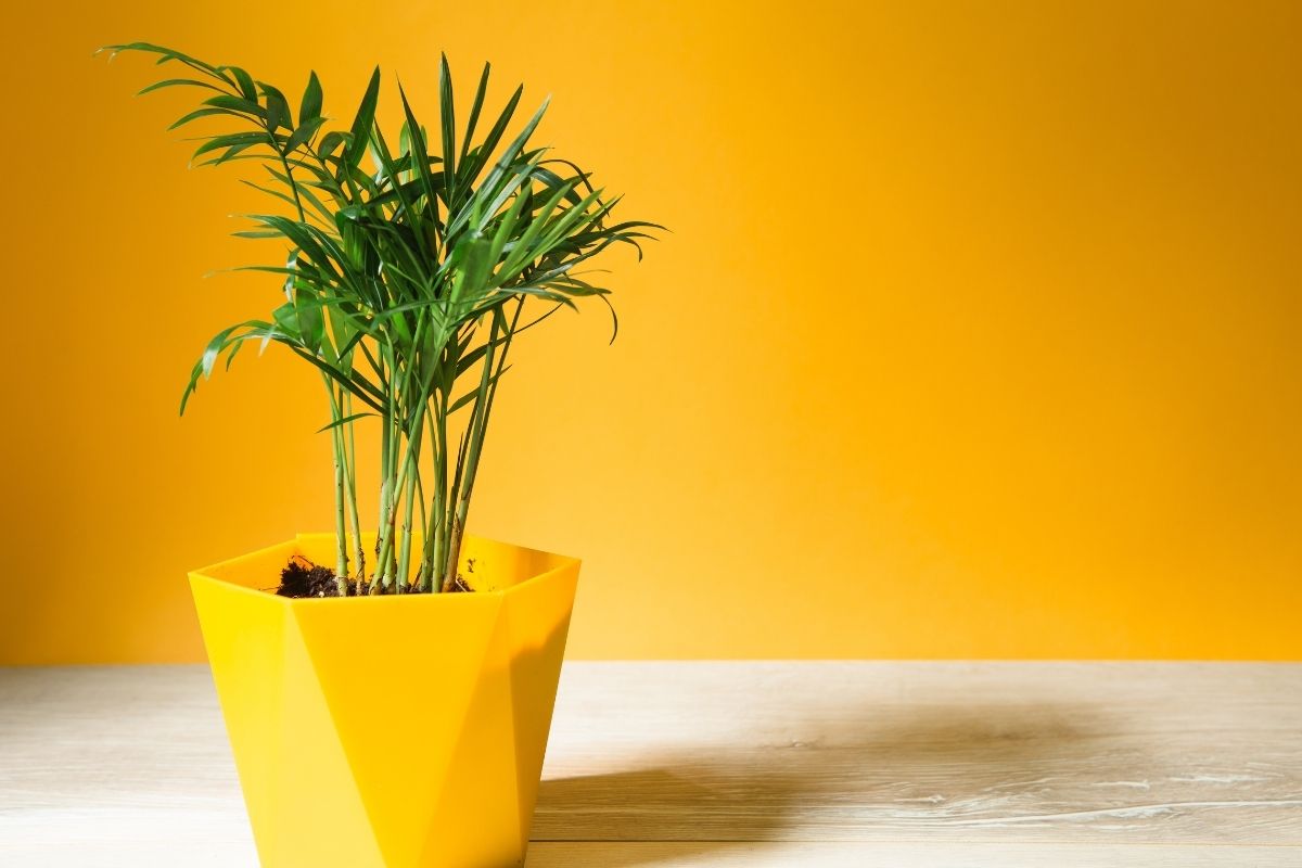 bamboo plant in yellow pot