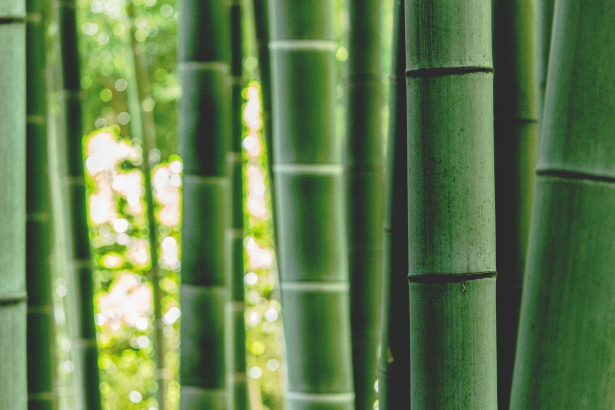 Why Bamboo Viscose Is The Perfect Sustainable Fashion Fabric — Sivana