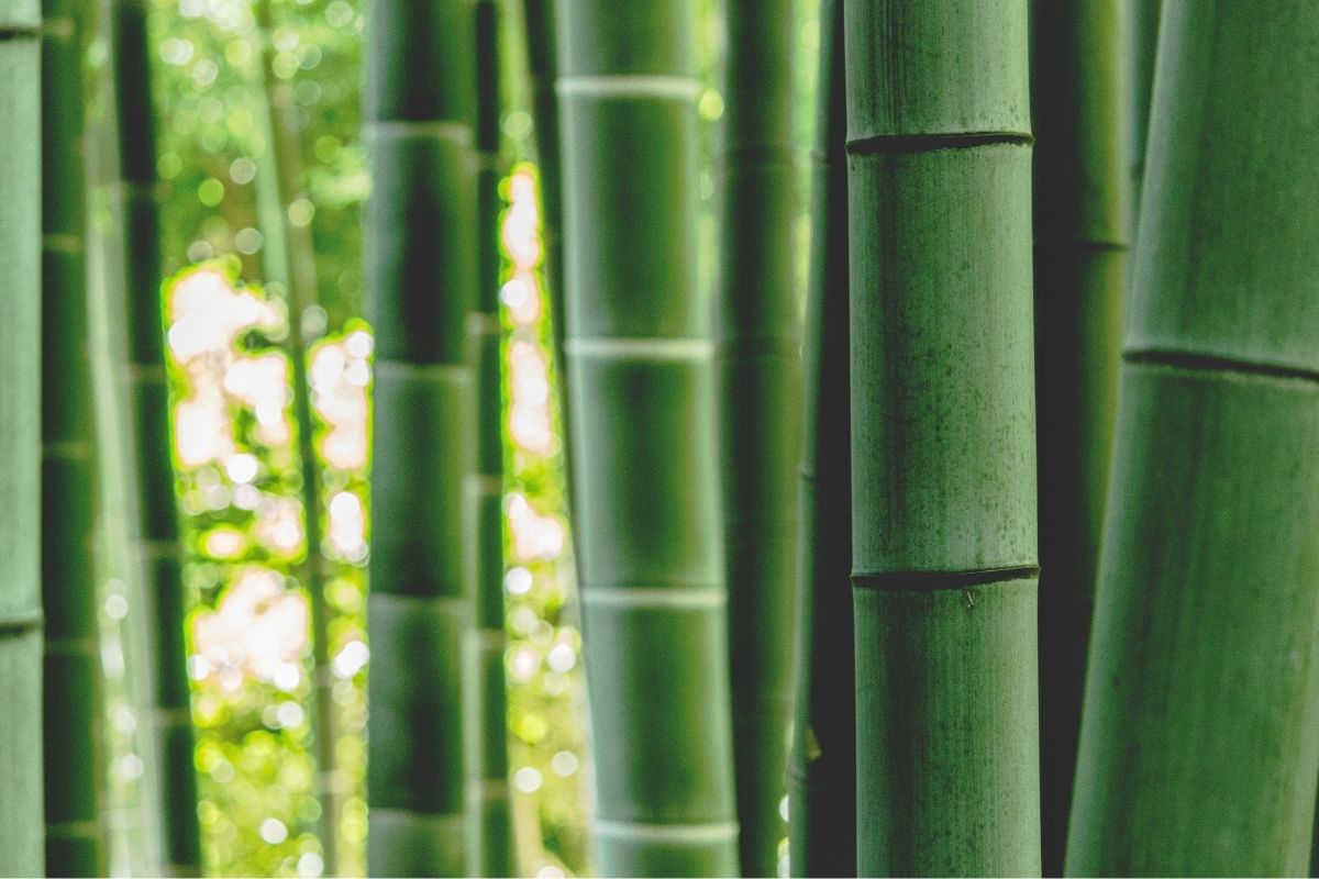 close up of bamboo stalks