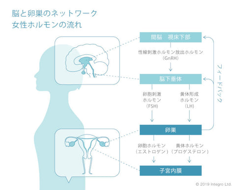 脳と卵巣のネットワーク 女性ホルモンの流れ