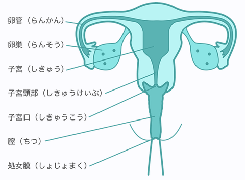 子宮の断面図