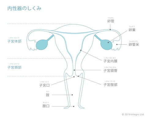 女性の体のしくみ　内性器