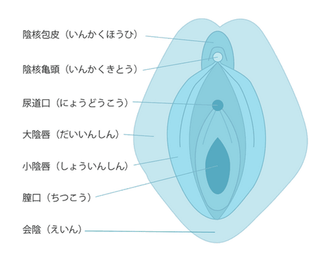 女性の外性器の構造と焼くわい