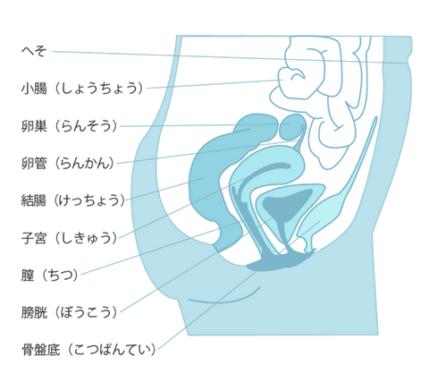 女性の内性器の構造と役割
