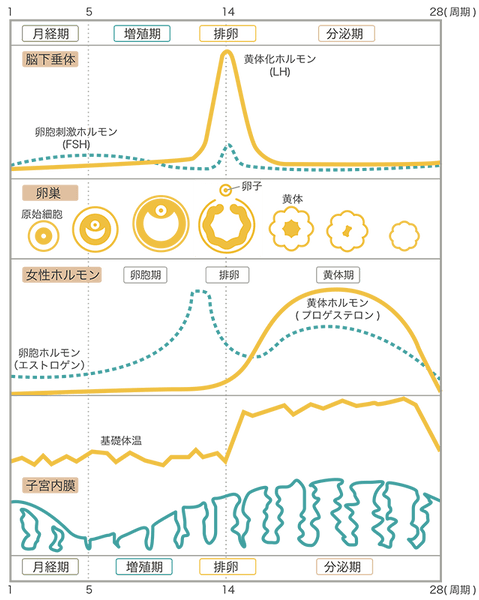 生理周期とホルモンの関係