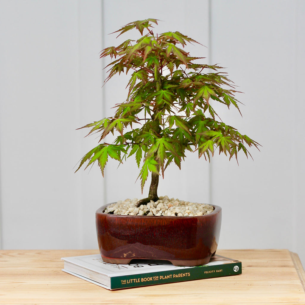 Bonsai Japanese Maple - Bonsai Boy