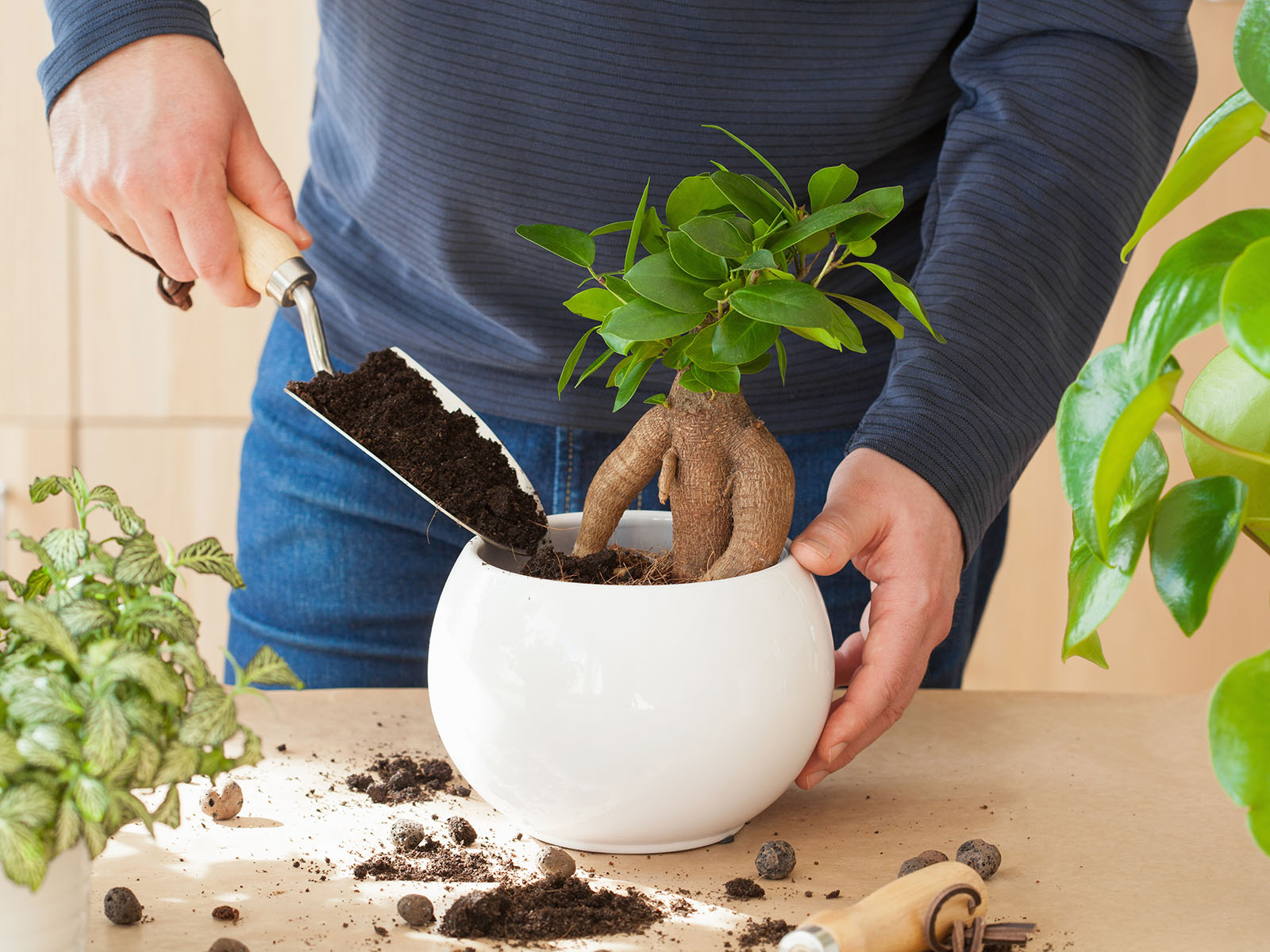 When to repot Bonsai Trees - Man Repotting a Ginseng Ficus Bonsai