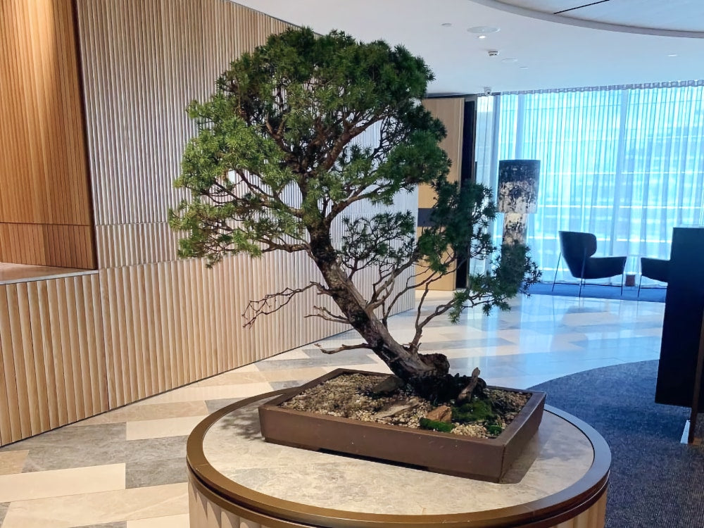 bonsai rental melbourne