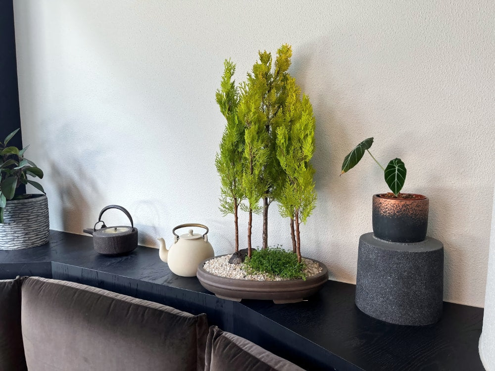 bonsai rentals in melbourne