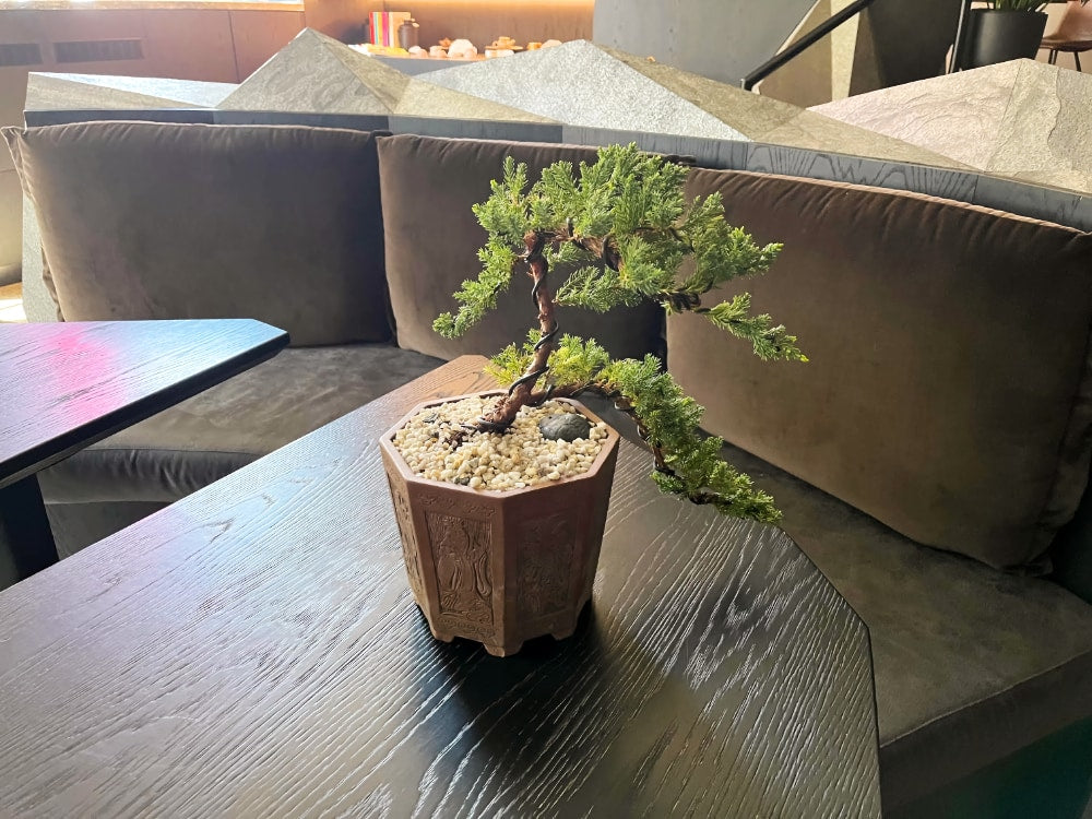 bonsai rentals melbourne