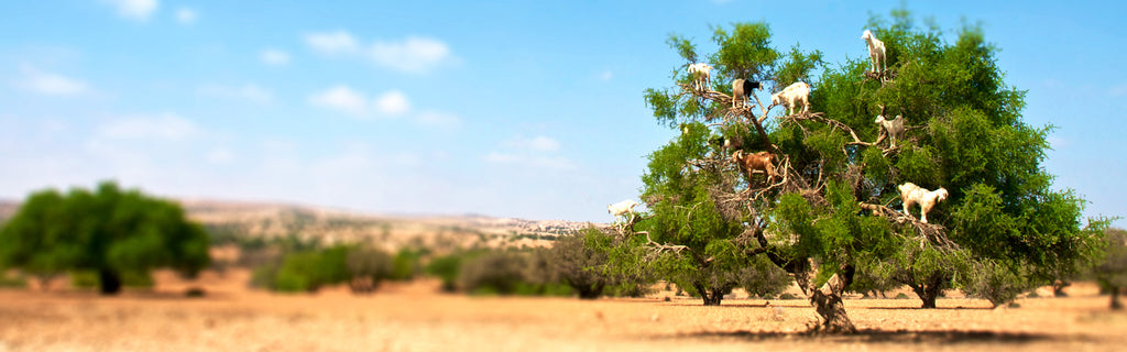 Argan Tree