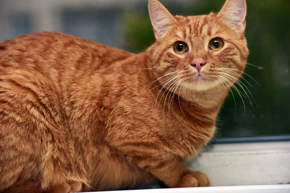 fat fluffy orange tabby cat