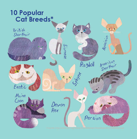 10 Most popular cat breeds in the US