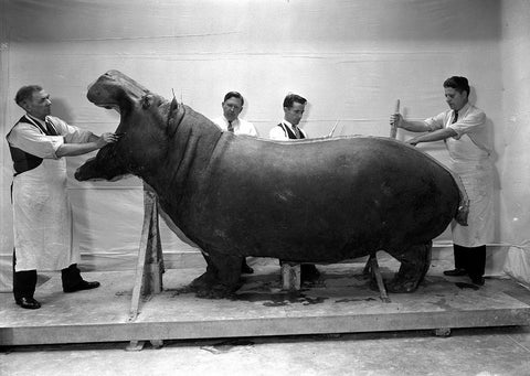 Hippo at Smithsonian