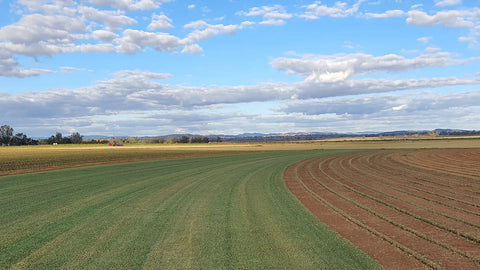 DNA Certified Sir Walter NewLawn Turf Farm 