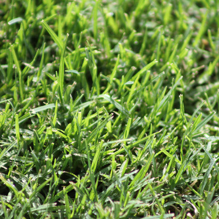 Tamworth Turf Kikuyu Grass
