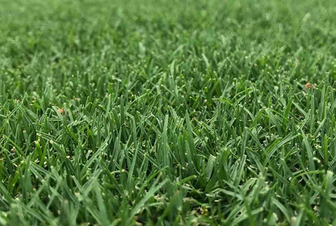 Tamworth Turf Couch Grass