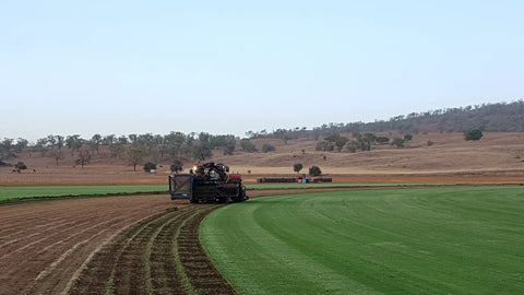 TifTuf . NewLawn Turf Farm Harvesting 