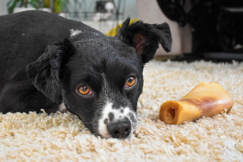 Bone Appetit Exploring the Pros and Cons of Feeding Fresh Bones to Dogs