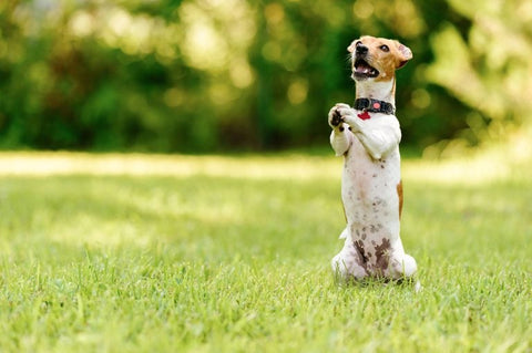 Finding the Balance: Ensuring Responsibly Treat Feeding for Your Dog