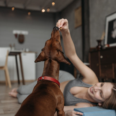 Finding Gentle Nourishment Discover the Advantages of Feeding Grain-Free Dog Food to Dogs with Sensitive Stomachs