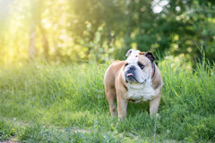 Grass allergies in dogs