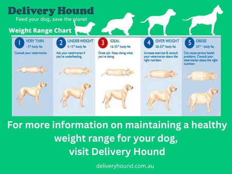 Healthy Weight Range for Australian Dogs Chart