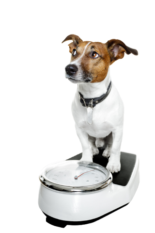 Why Weight Matters: The Importance of Maintaining a Healthy Weight for Your Dog