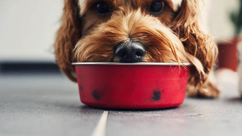 Pawsitively Nutritious: The Role of Healthy Oils in Promoting Overall Canine Health