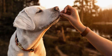 From Good Boy to Great: Responsible Treats for Positive Dog Training