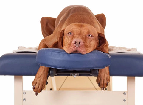 Unlocking the Secrets: Understanding the Pressure Points in Dogs for Optimal Health and Wellness