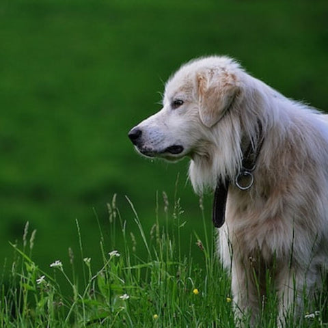 Understanding Hip Dysplasia in Dogs: Causes, Symptoms, and Treatment