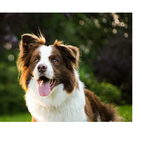 https://deliveryhound.com.au/pages/benefits-of-grain-free-dog-food