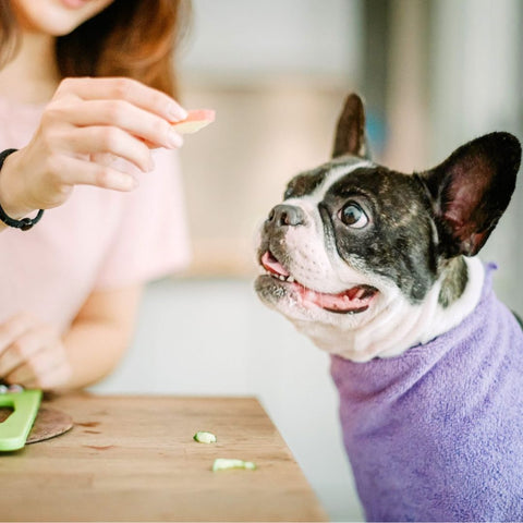 The Ultimate Guide: Can Dogs Safely Enjoy Apples as a Snack?