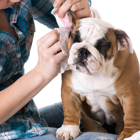 A Guide to Understanding Ear Mites: Recognising and Treating the Symptoms in Dogs
