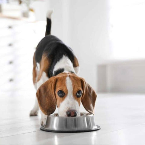 How to Feed your dog a grain free diet