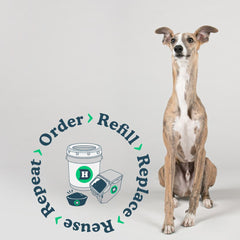 The Benefits of Adopting a Greyhound in Australia and How to Do It With Delivery Hound