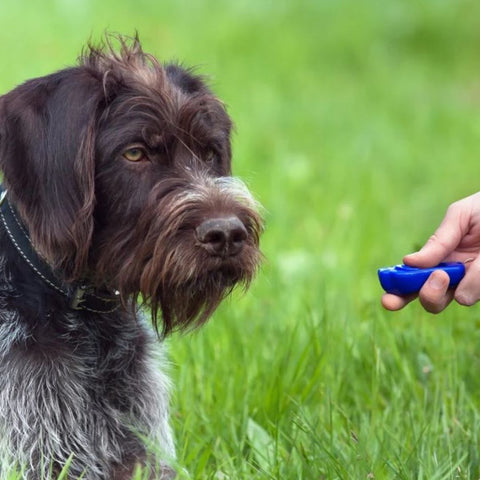 Step-by-Step: How to Clicker Train Your Dog