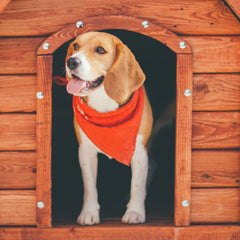 5 Tips for Successfully Training Your Dog to Use Their Kennel Outside