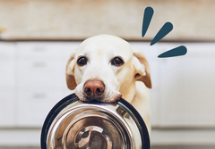Dogs enjoy a variety of flavours, offer them a healthy variety!